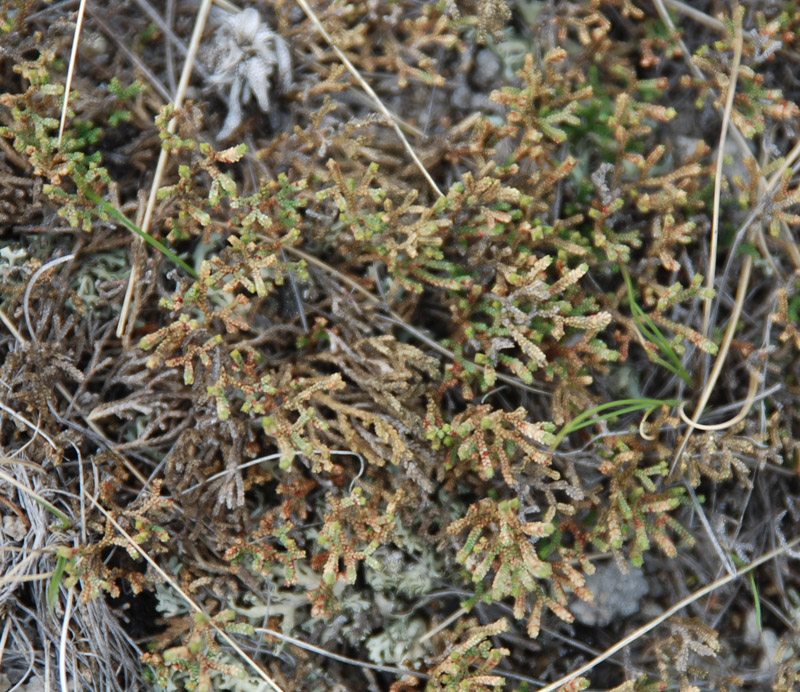 Image of Selaginella sanguinolenta specimen.