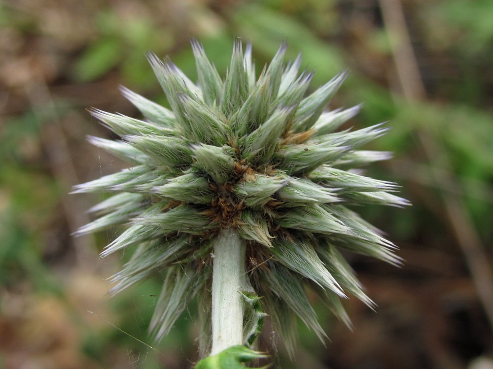 Изображение особи Echinops armatus.