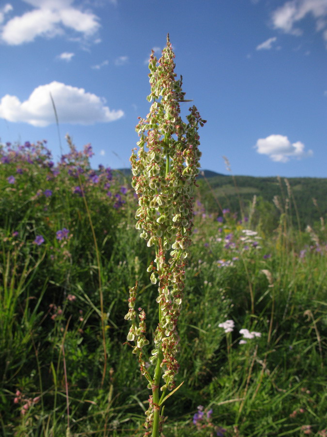 Изображение особи Rumex thyrsiflorus.