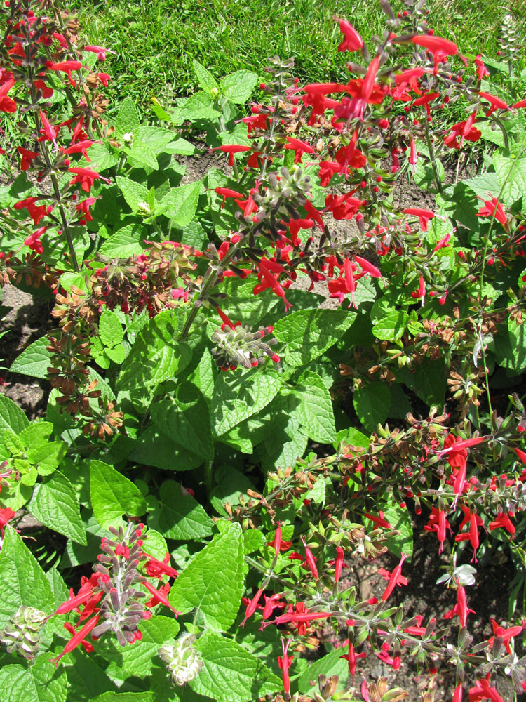 Image of Salvia coccinea specimen.