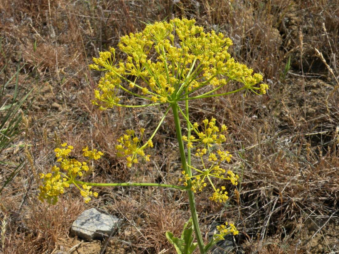 Изображение особи Pastinaca clausii.