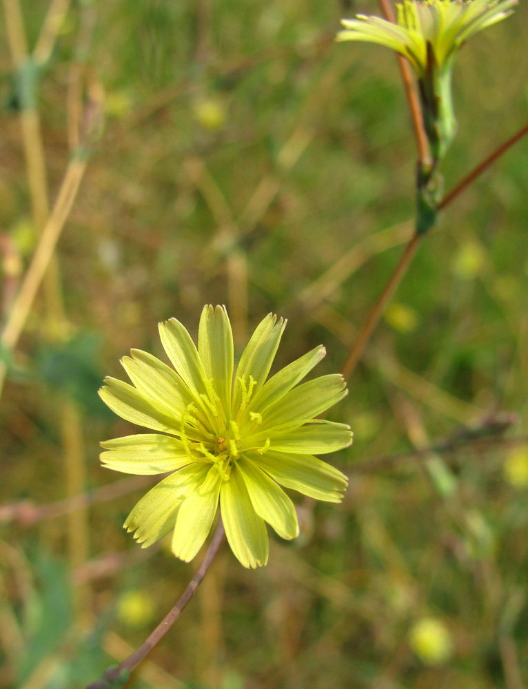 Image of Lactuca saligna specimen.