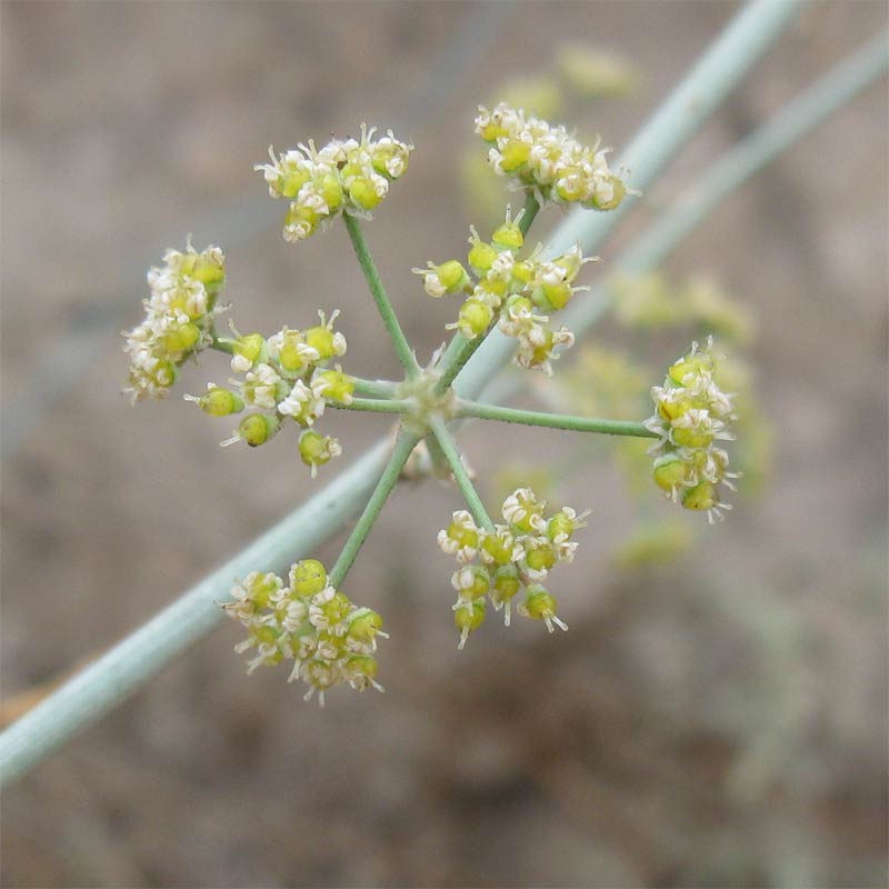 Image of Deverra tortuosa specimen.