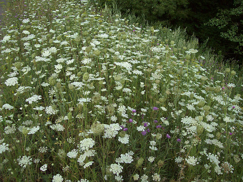 Image of Daucus carota specimen.