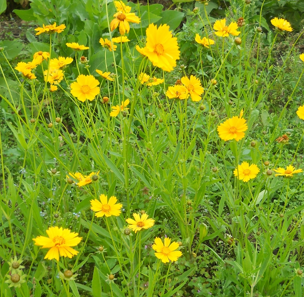 Image of Coreopsis grandiflora specimen.