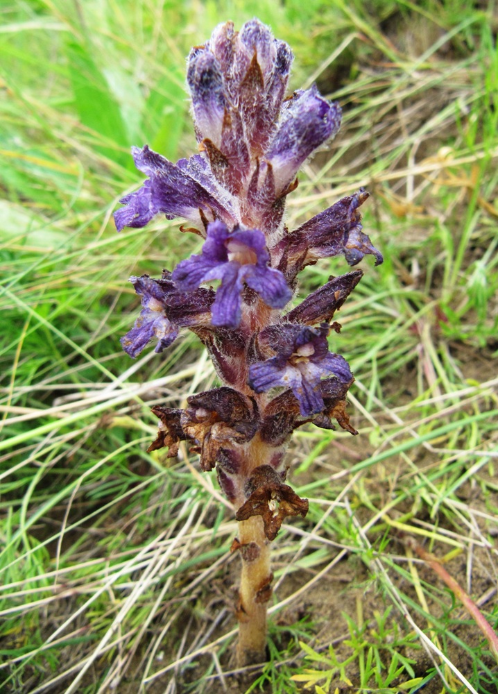 Image of Orobanche coerulescens specimen.