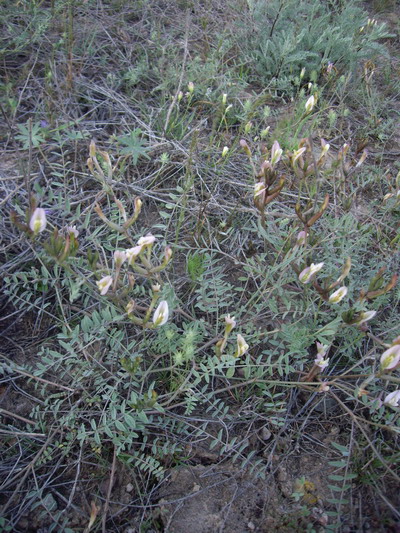 Изображение особи род Astragalus.