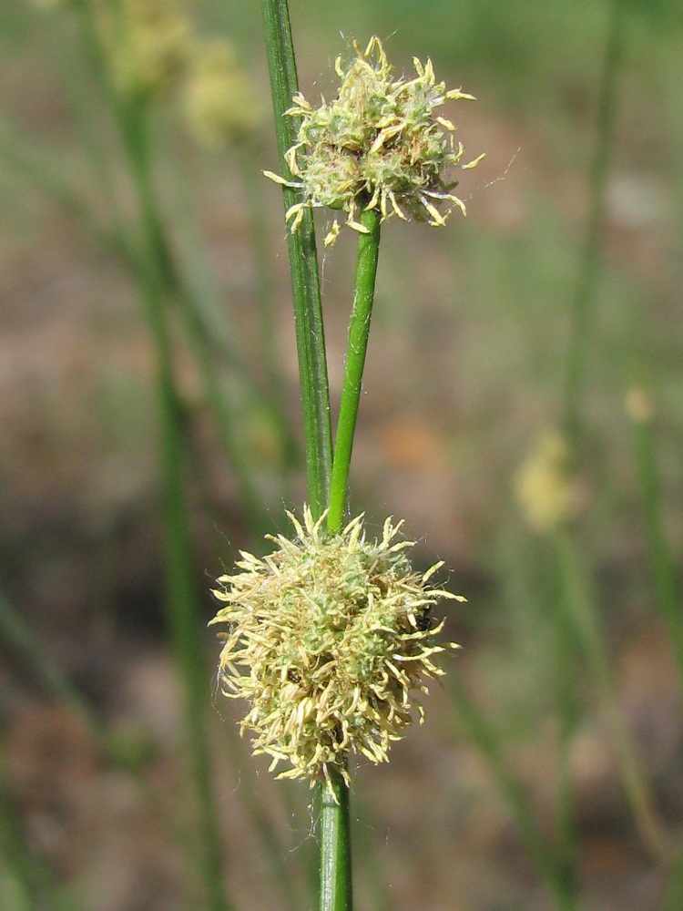 Изображение особи Scirpoides holoschoenus.