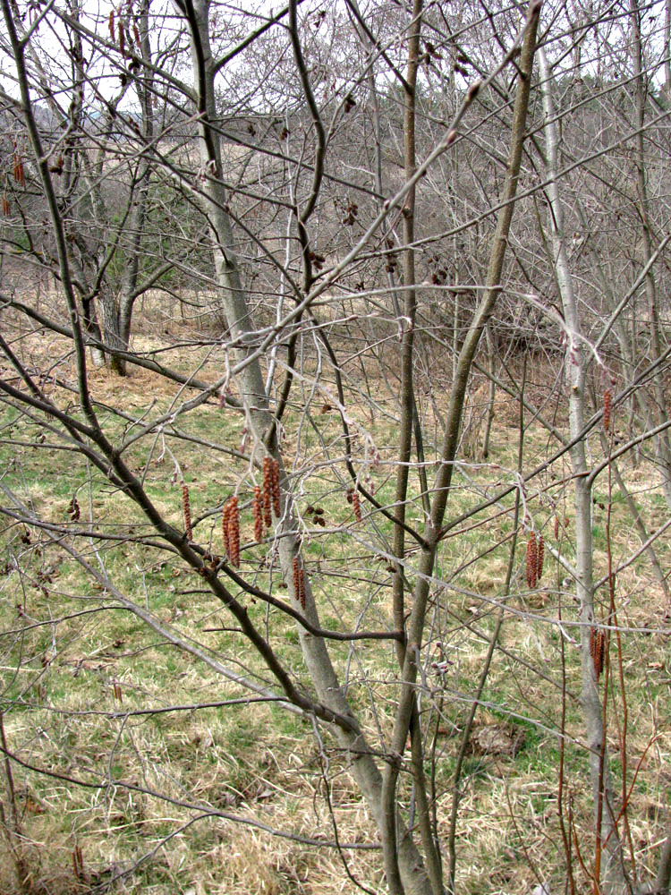 Image of Alnus incana specimen.