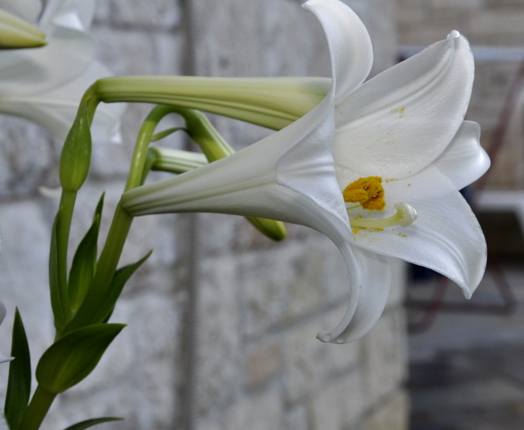 Image of Lilium longiflorum specimen.