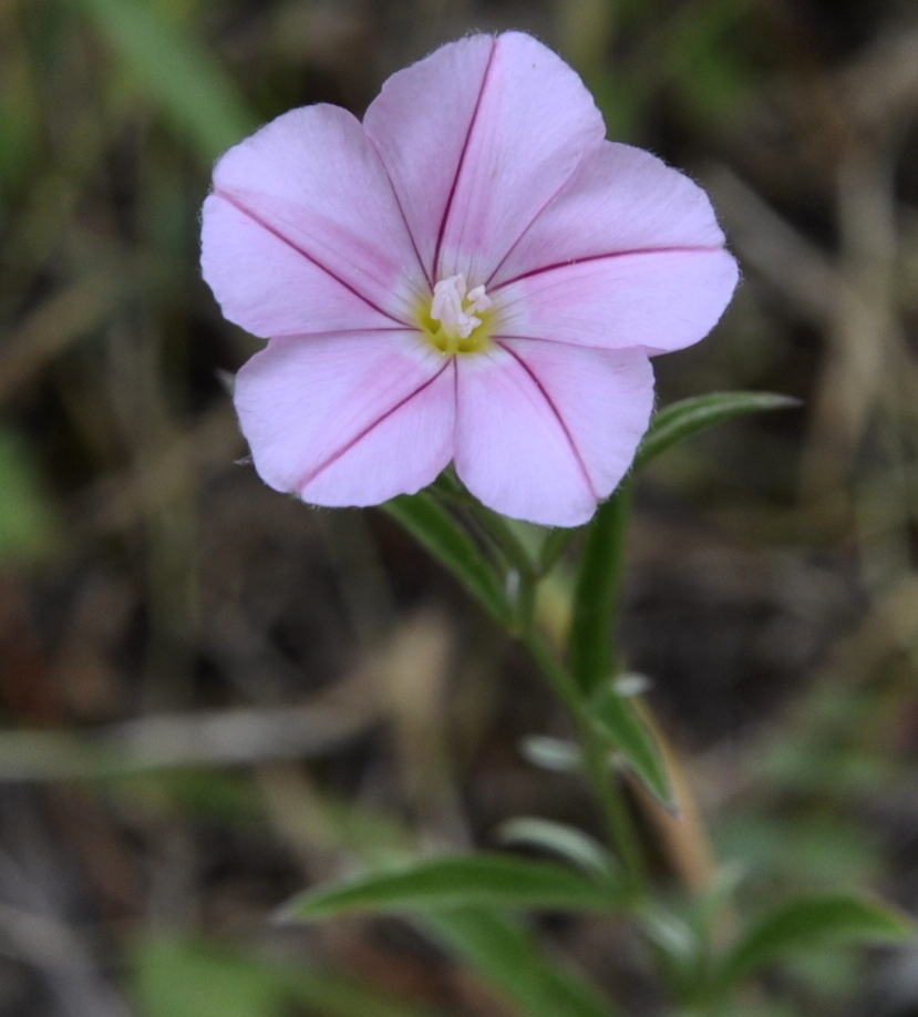 Изображение особи Convolvulus cantabrica.