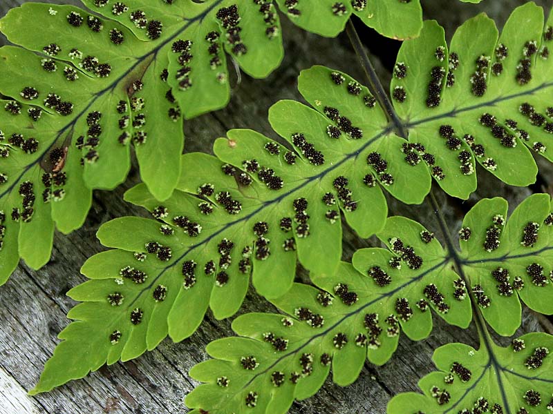 Изображение особи Gymnocarpium dryopteris.