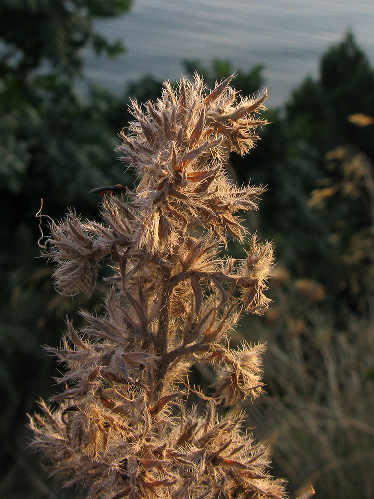 Image of Echium vulgare specimen.