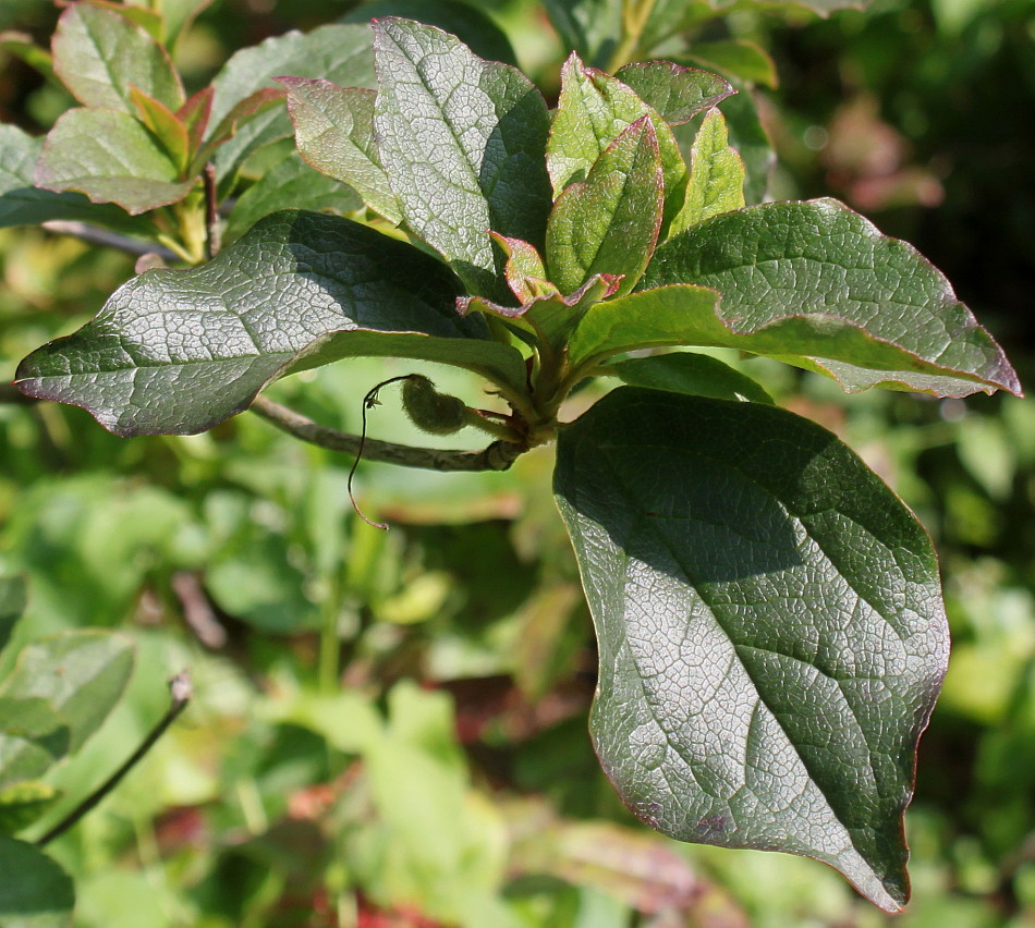 Image of Leucothoe catesbaei specimen.