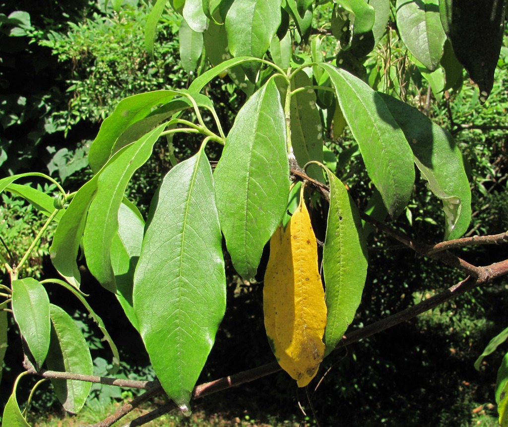 Image of Pittosporum napaulense specimen.