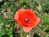 Papaver rhoeas