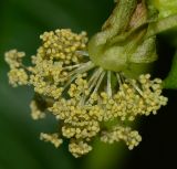 Ricinus communis. Мужской цветок с многочисленными ветвистыми тычинками. Израиль, Шарон, г. Герцлия, рудеральное местообитание. 14.02.2014..