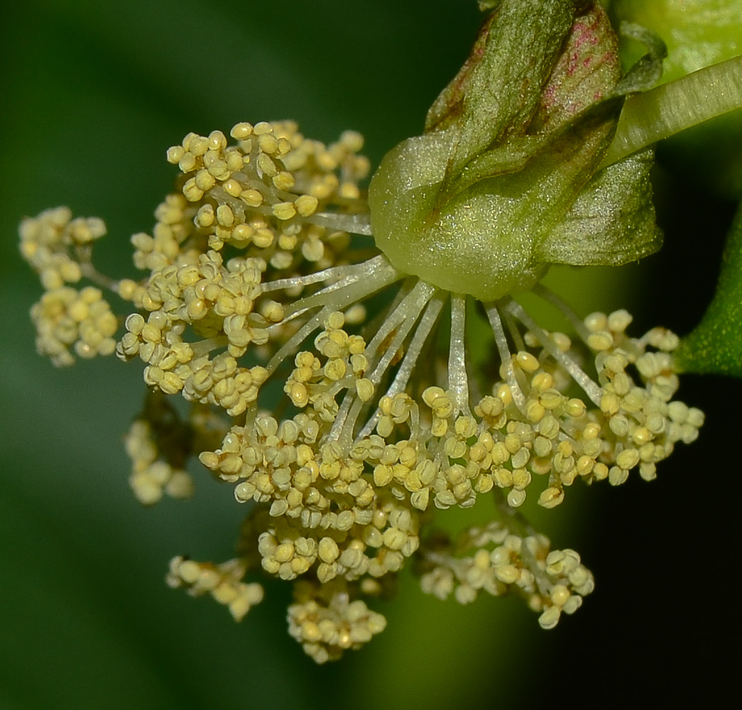 Изображение особи Ricinus communis.