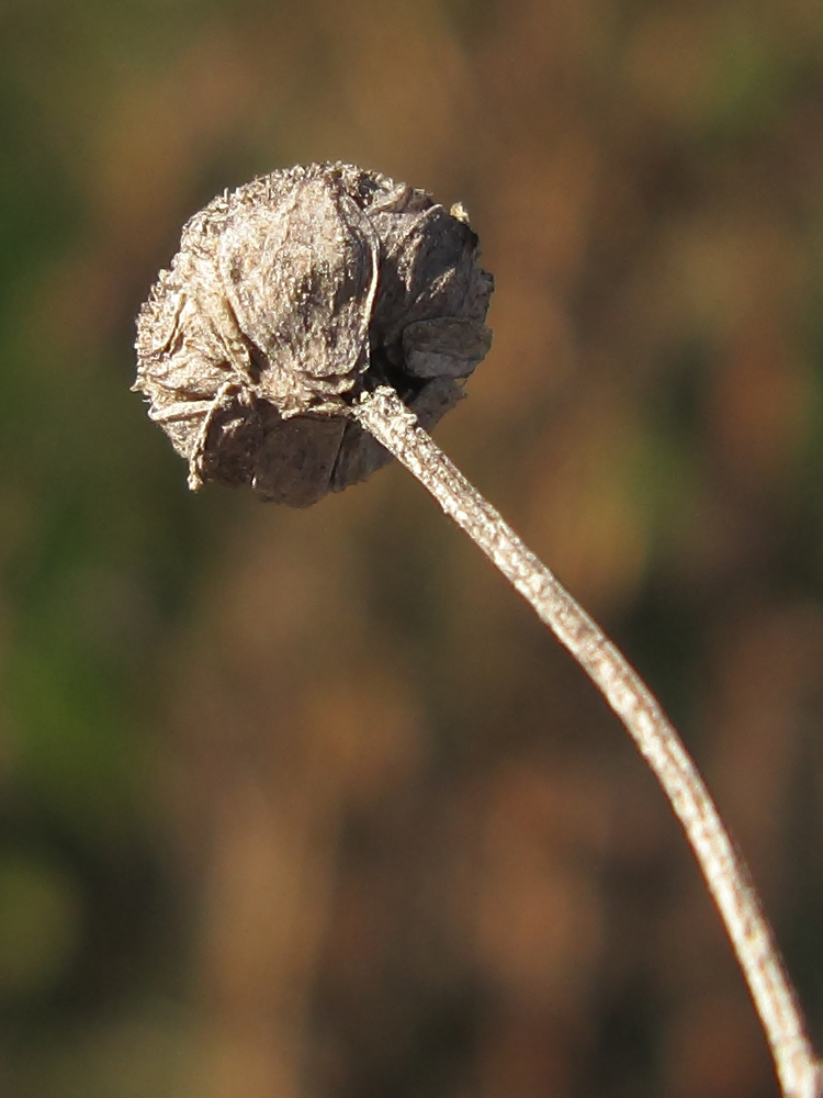 Image of Pyrethrum parthenifolium specimen.