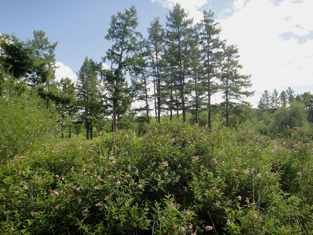 Image of Spiraea salicifolia specimen.