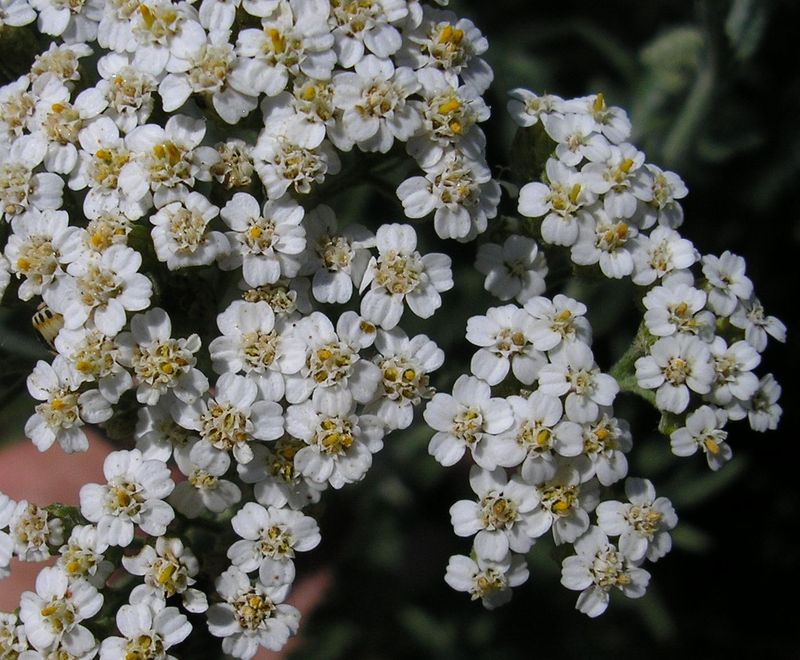 Image of Achillea millefolium specimen.