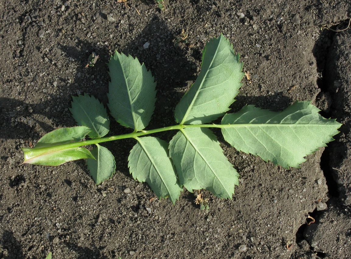 Image of genus Rosa specimen.