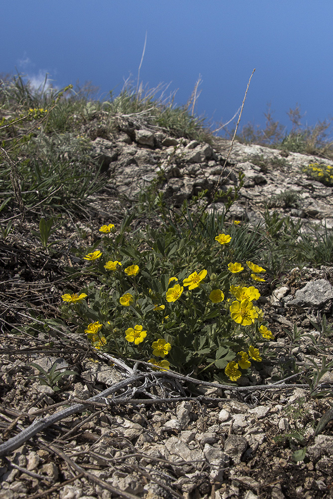 Изображение особи Potentilla incana.