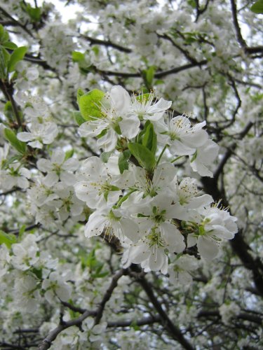 Изображение особи Prunus domestica.