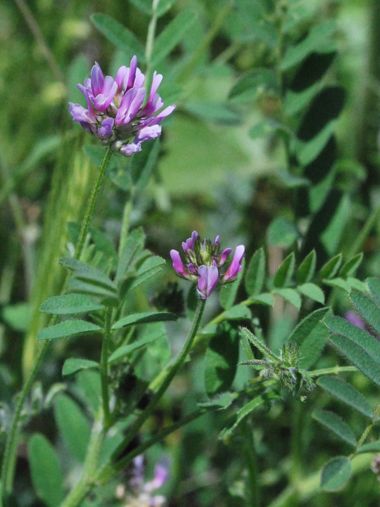 Изображение особи Astragalus filicaulis.