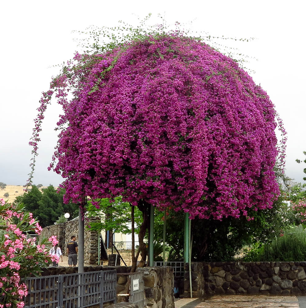 Изображение особи род Bougainvillea.