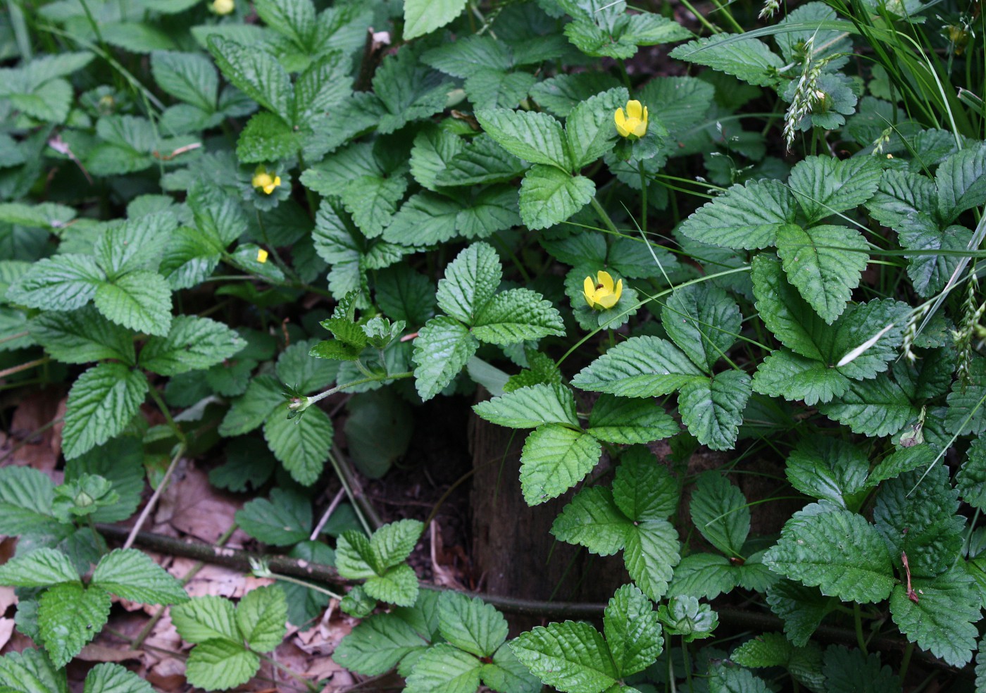 Изображение особи Duchesnea indica.