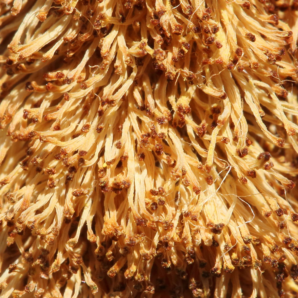 Image of Typha latifolia specimen.