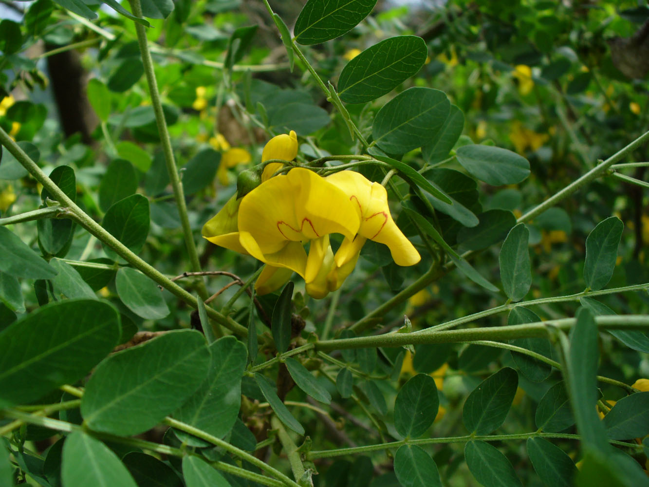 Image of Colutea cilicica specimen.