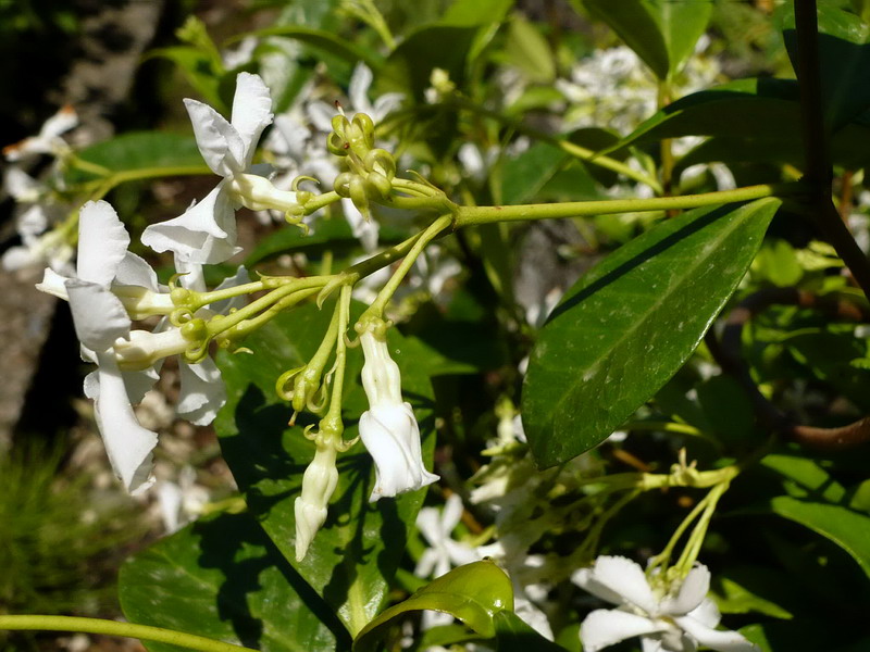 Image of Trachelospermum jasminoides specimen.