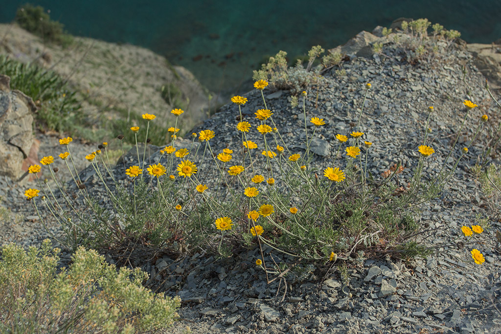 Изображение особи род Anthemis.