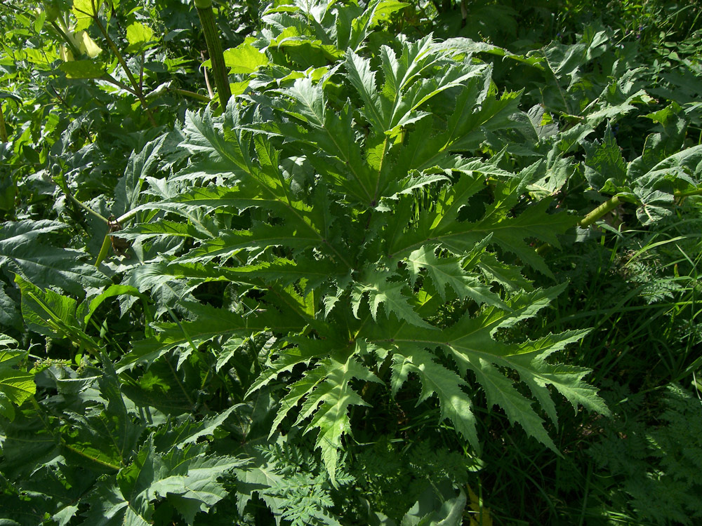 Изображение особи Heracleum mantegazzianum.