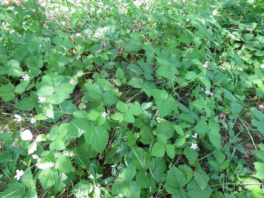 Image of Rubus caesius specimen.