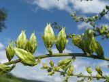 Veratrum lobelianum. Незрелые плоды. Кемеровская обл., Крапивинский р-н, окр. с. Ивановка, о-в Долгий на р. Томь. 14.07.2009.