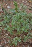 genus Amaranthus