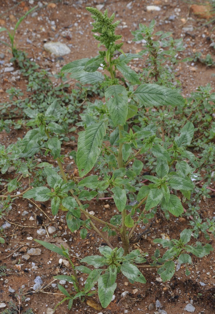 Изображение особи род Amaranthus.