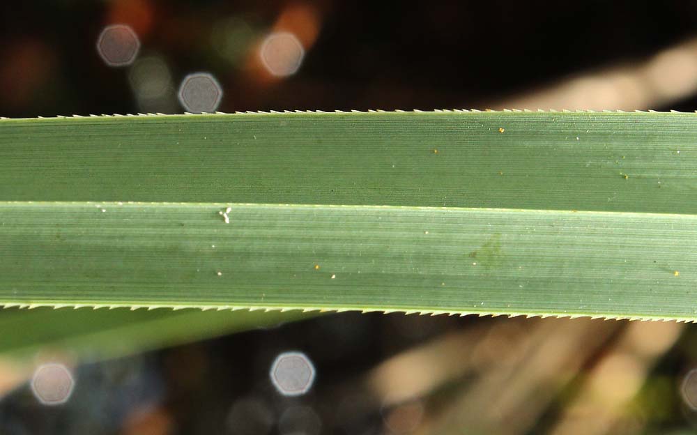 Image of Cladium mariscus specimen.