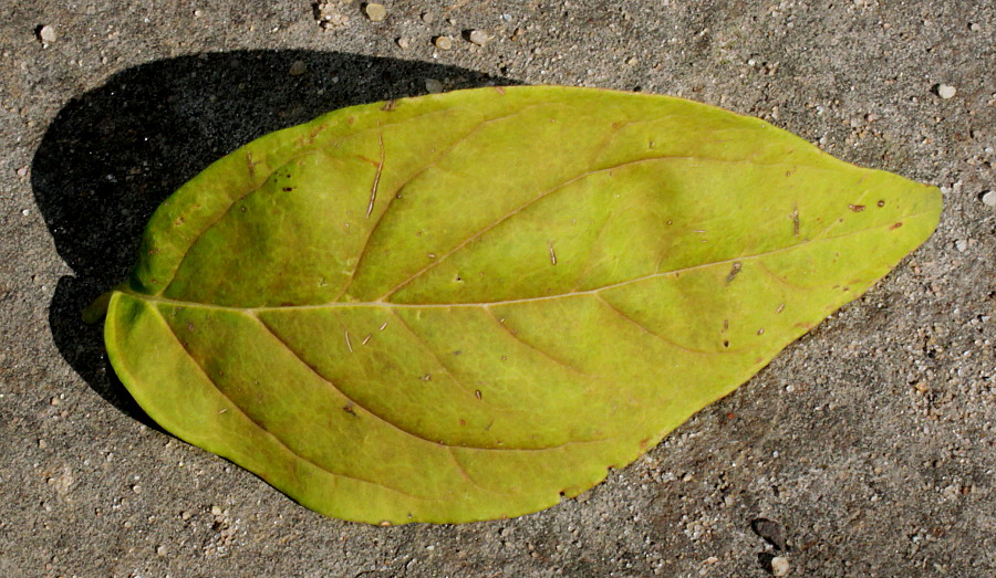 Image of Forsythia giraldiana specimen.