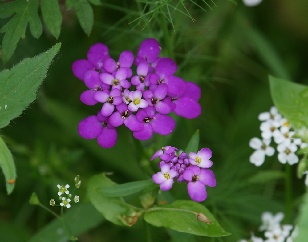 Image of Iberis umbellata specimen.