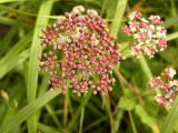 Ligusticum scoticum. Соцветие с бутонами. Камчатский край, Елизовский район, юго-восточное побережье, район Халактырского пляжа, галечник. 12.08.2007.