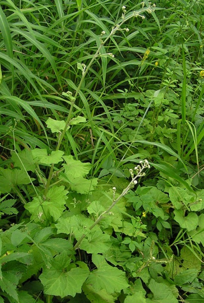 Image of Adenocaulon adhaerescens specimen.