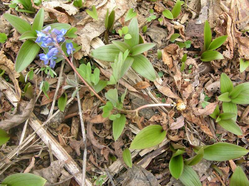 Image of Corydalis ambigua specimen.