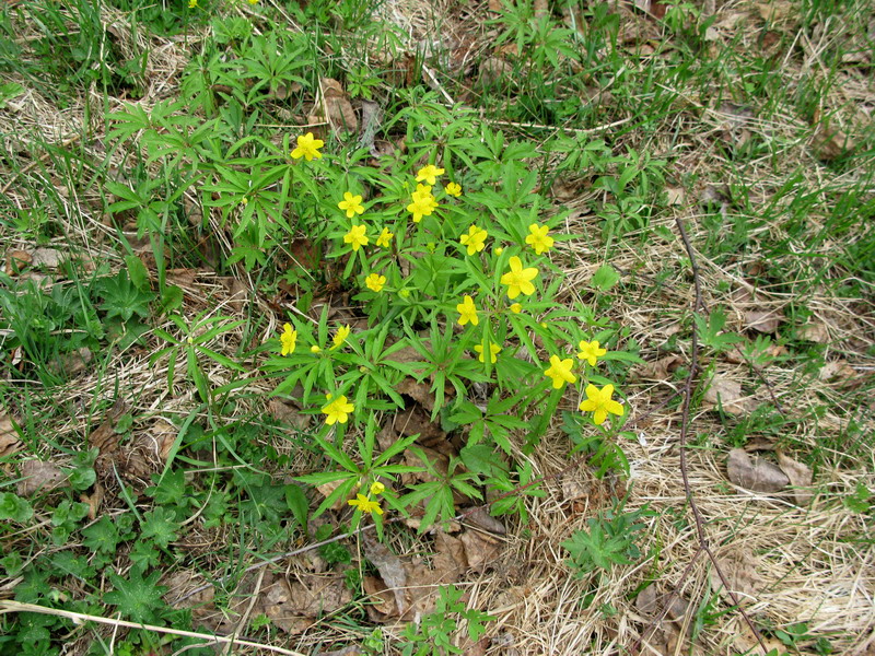 Image of Anemone jenisseensis specimen.