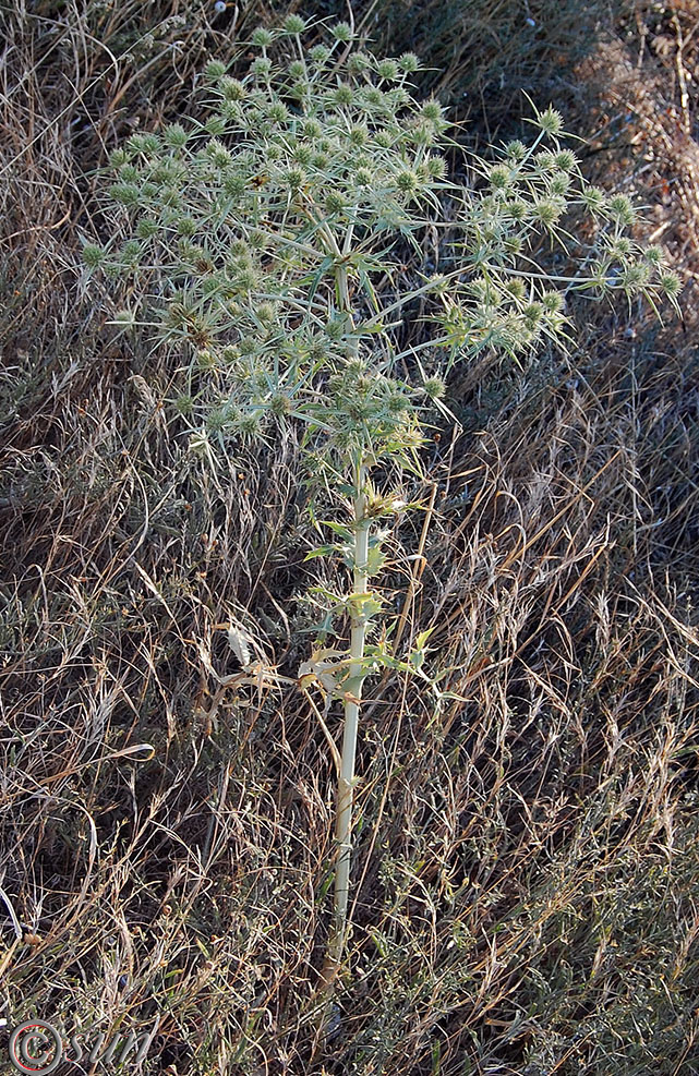 Изображение особи Eryngium campestre.