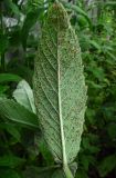 Mentha longifolia. Лист, поражённый ржавчинным грибом (вид снизу). Архангельск, у жилья. 27.08.2015.