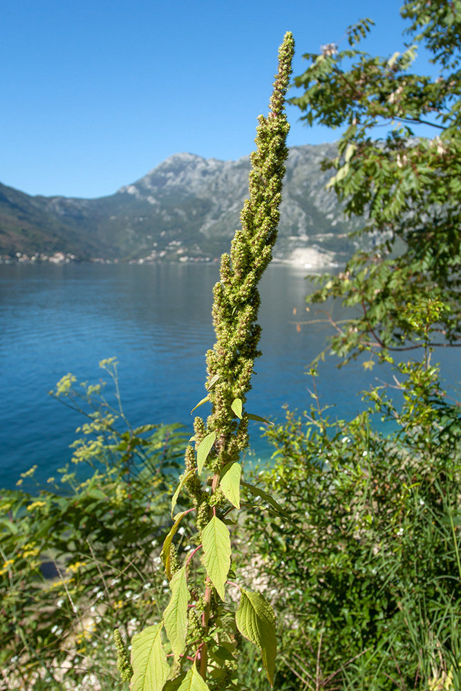 Image of Amaranthus retroflexus specimen.